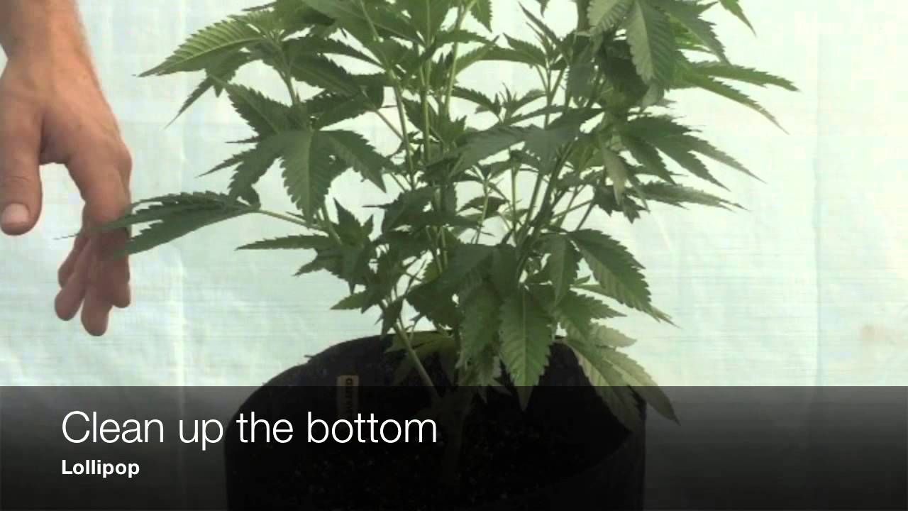 Increase yield with Topping and Super cropping