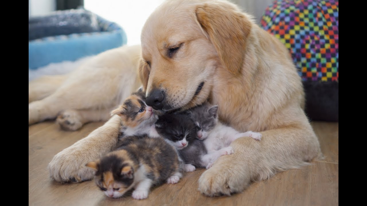 This Gentle Golden Retriever Became a Mother to Everyone