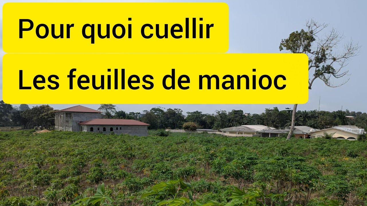 L' importance de la cueillette des feuilles de manioc 