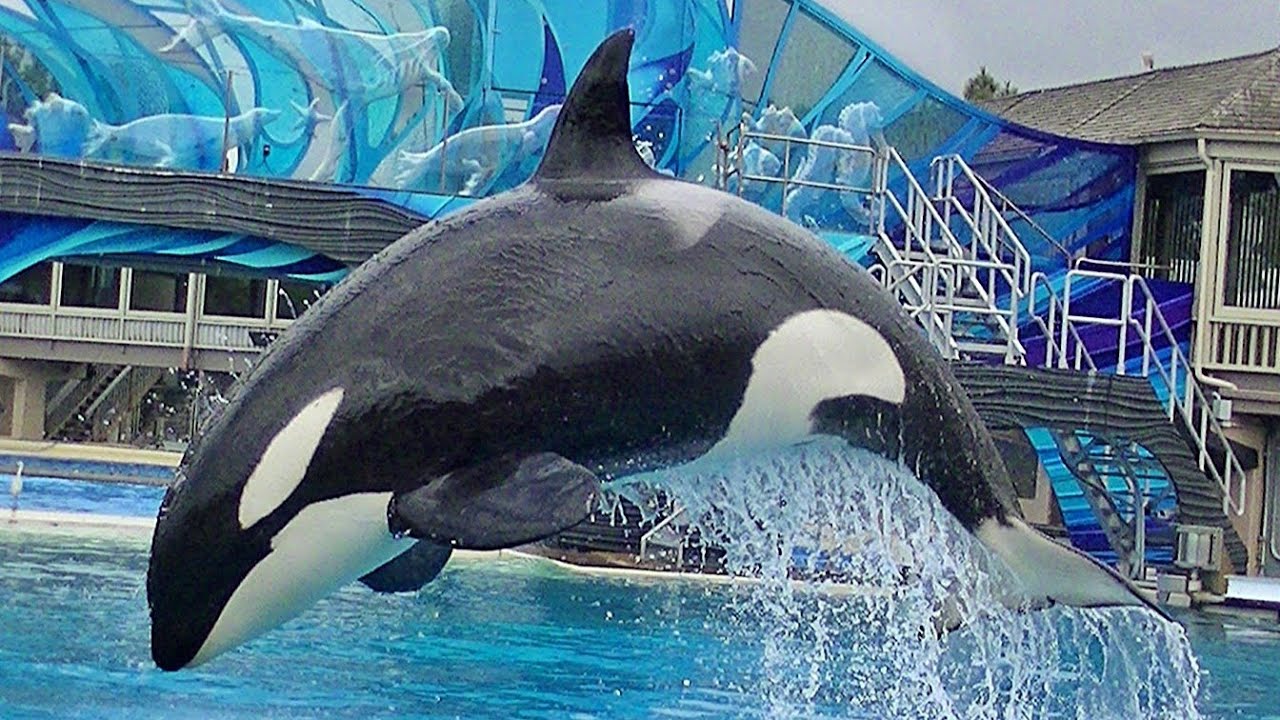 One Ocean (Full Show/Full HD) Apr 24 2015 - 2pm - SeaWorld San Diego