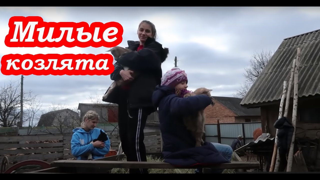 VLOG Настя и Катя учатся доить КОЗУ.  Мои детские фото.