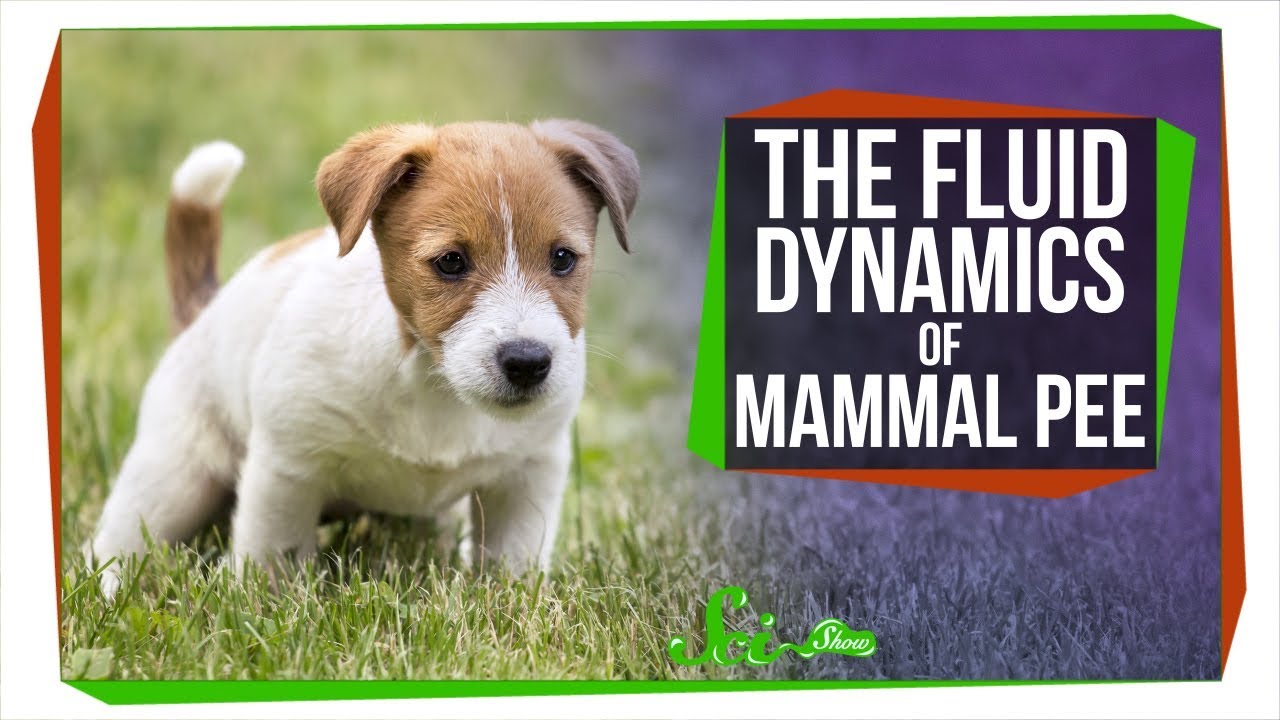 You, a Dog, and an Elephant All Pee for 21 Seconds