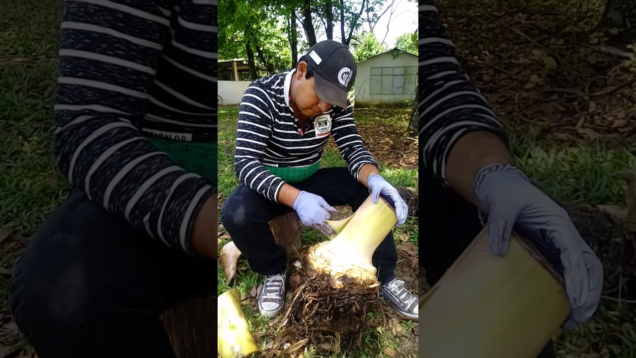 Inducción de semilla de plátano por meristemo
