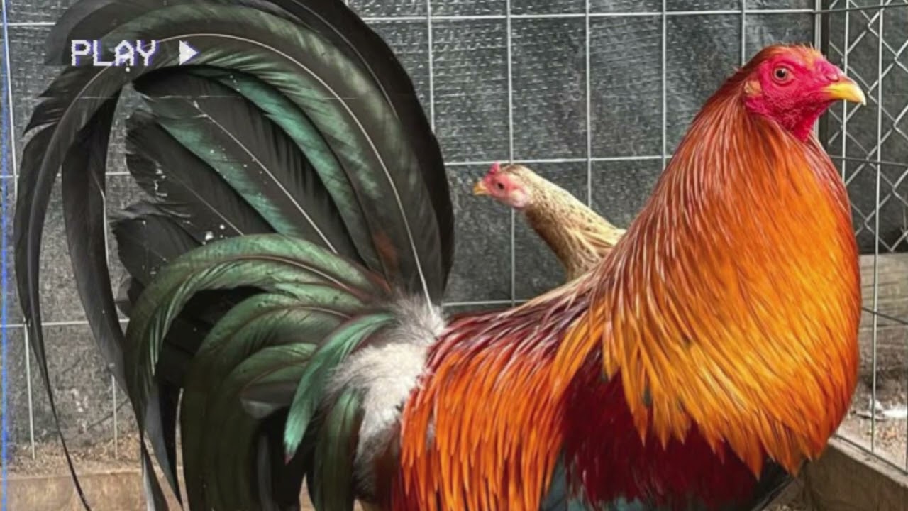 5 Gamefowl Breeds Best to Cross with Radio Gamefowl | Breeding Traits Explained