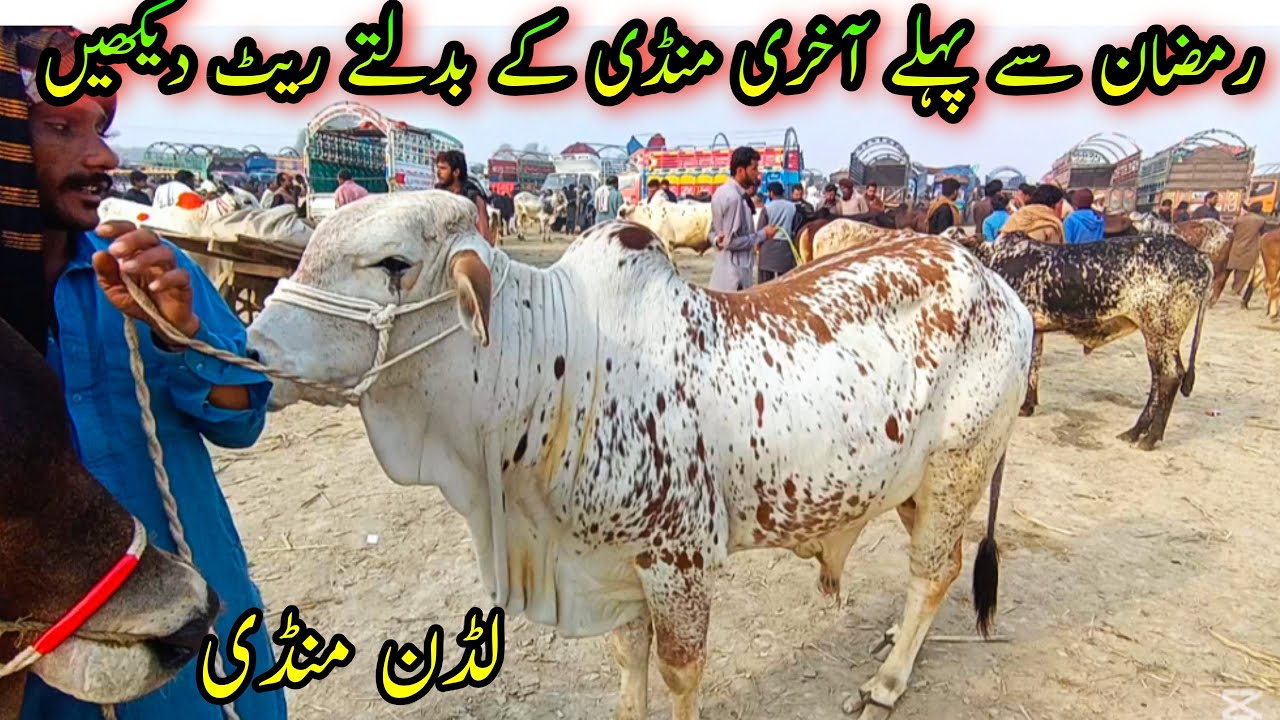 Radan Mobark Se Pahly Cholistani Sahiwal Bachro Ke Rates Video Men Janey / Luddan Mandi