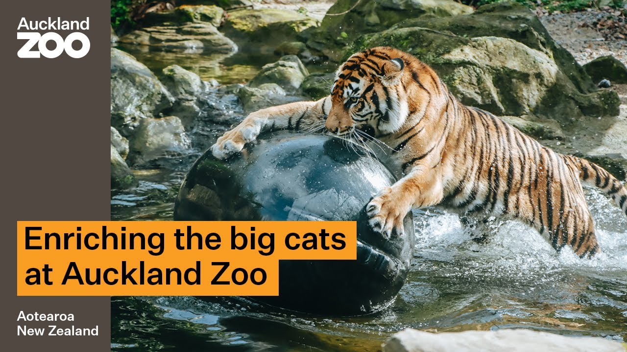 Enriching activities a win for big cats!