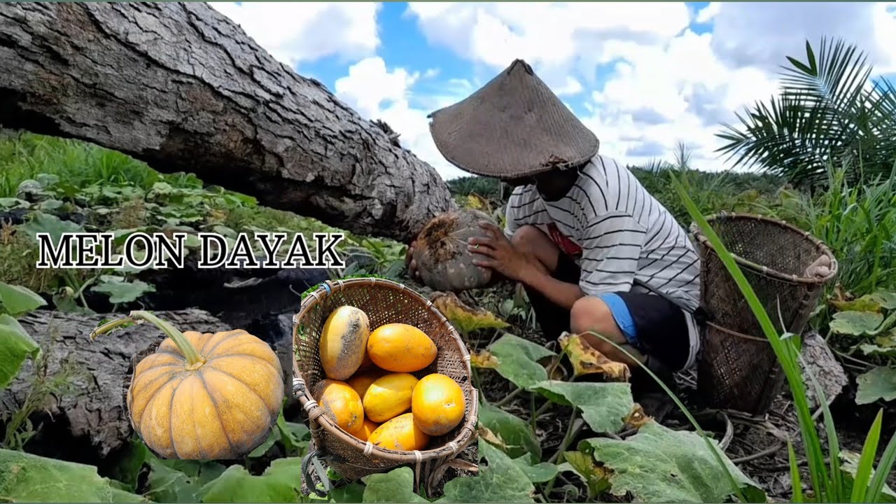 PANEN MELON/ODE DAN SAYUR DI KEBUN