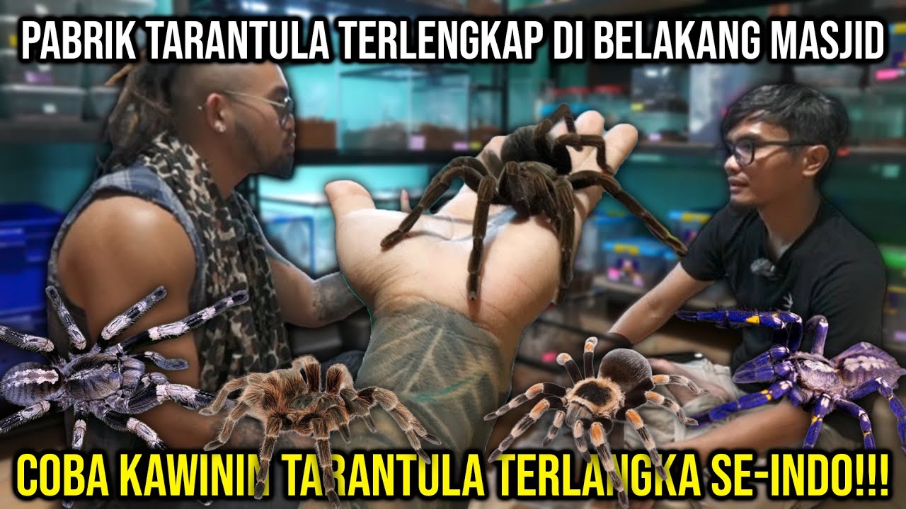 PABRIK TARANTULA TERLENGKAP DI BELAKANG MASJID, COBA KAWININ TARANTULA TERLANGKA SE-INDO!!