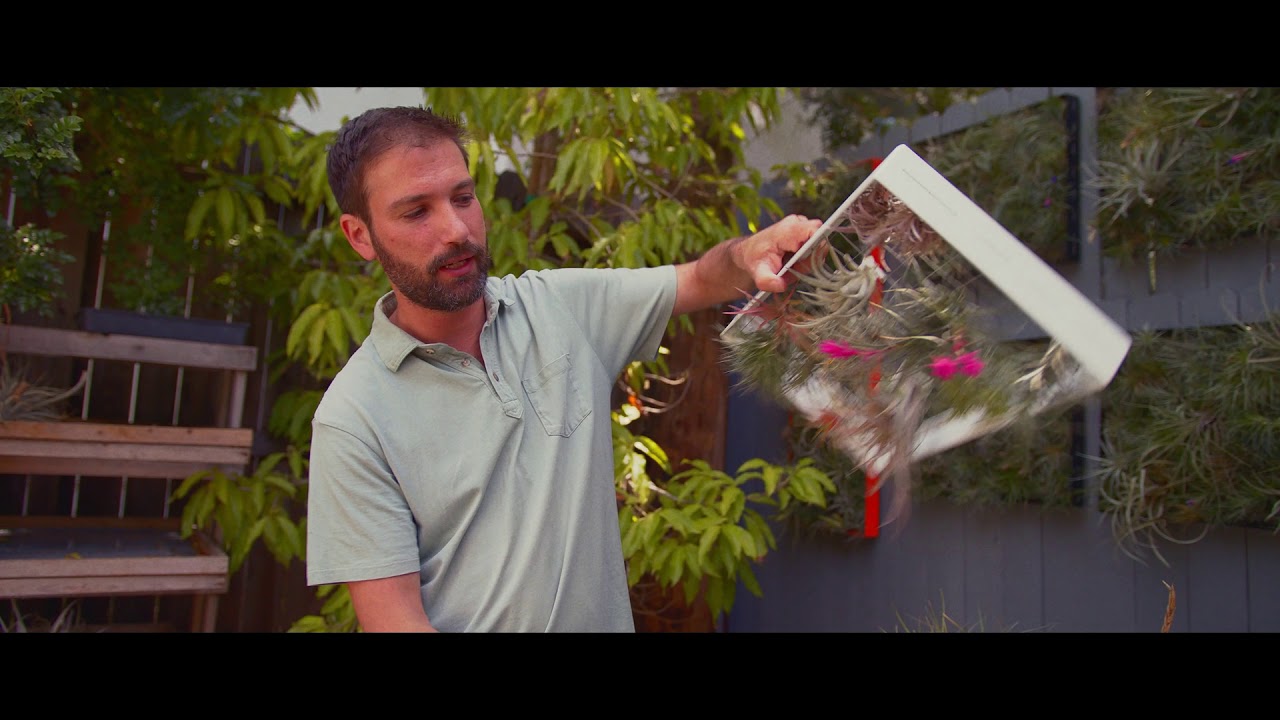 Designing with Air Plants
