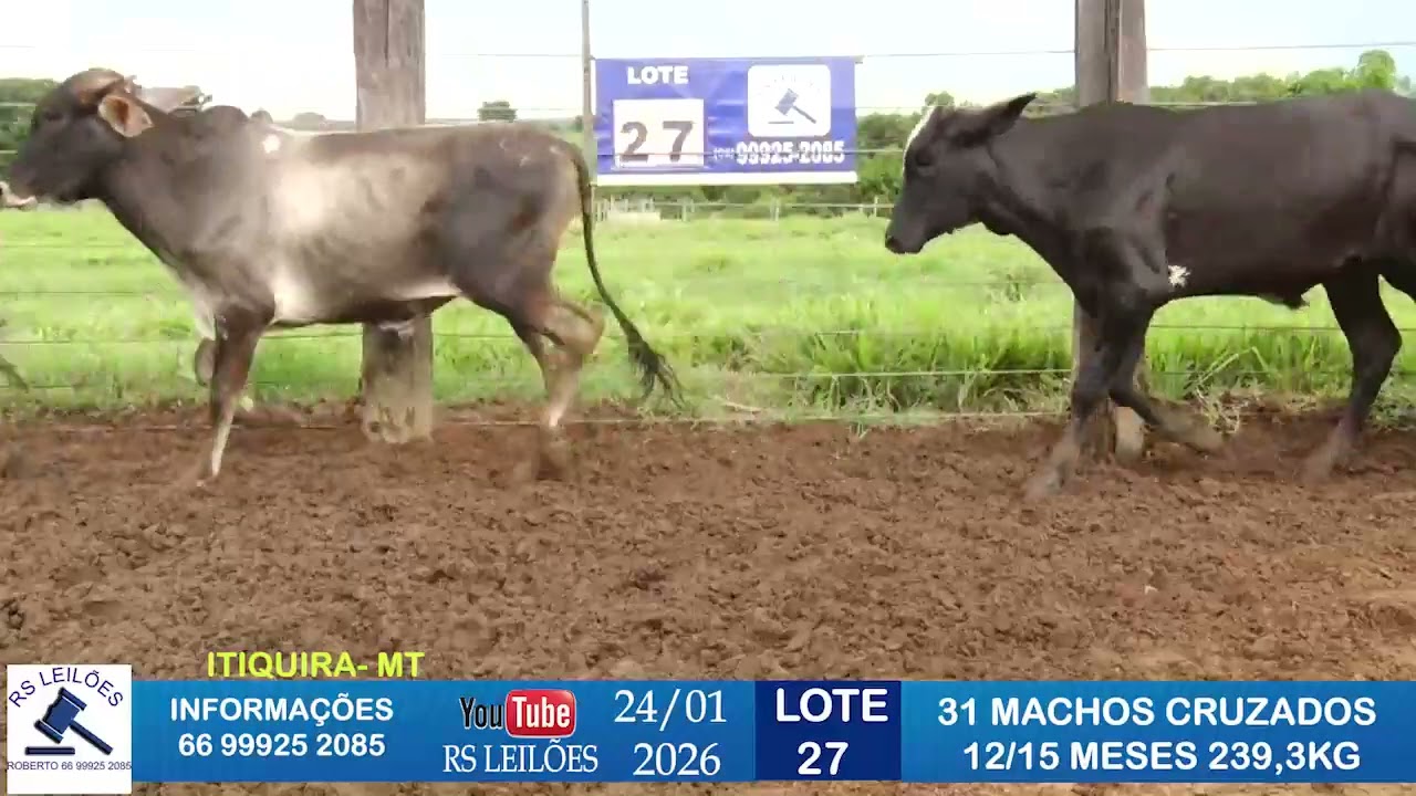 LOTE 27 - 31 MACHOS CRUZADOS - 12/15 MESES - 239,3 KG