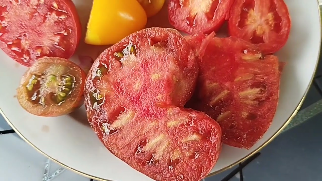 Обзор томатов гномов, в открытом грунте, в разрезе, по вкусу🍅