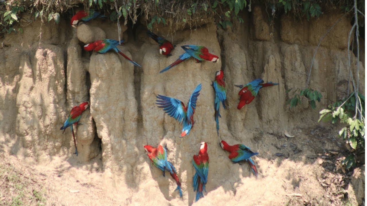 Experience Macaws in Peru's Amazon Wildlife and Bird Watching - Birding Peru Trips
