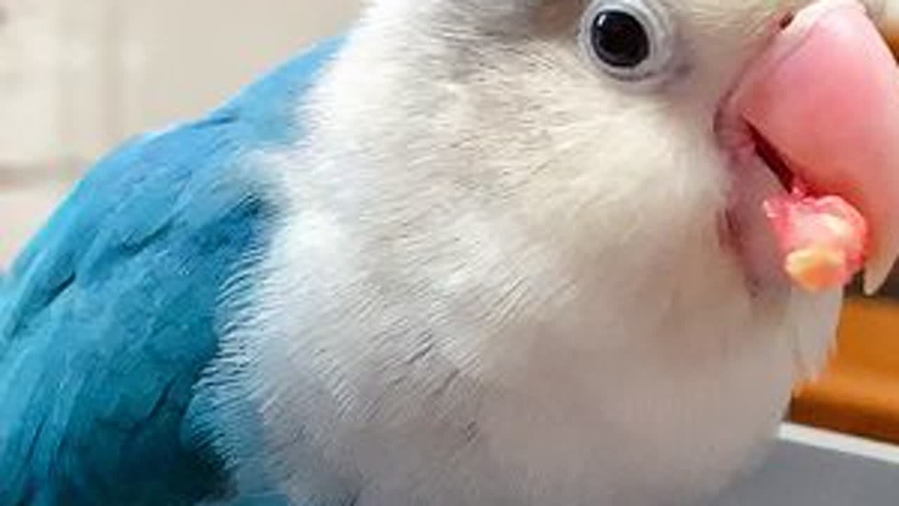 粘人小鹦鹉的下午茶时间#手养牡丹鹦鹉 #牡丹鹦鹉 #虎皮