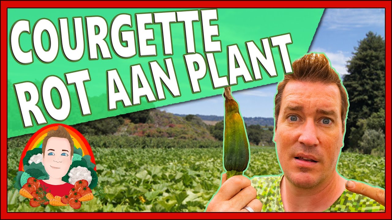COURGETTE BESTUIVEN | Moestuin vlog 151 | Heb je 2 courgette planten nodig, Courgette valt van plant