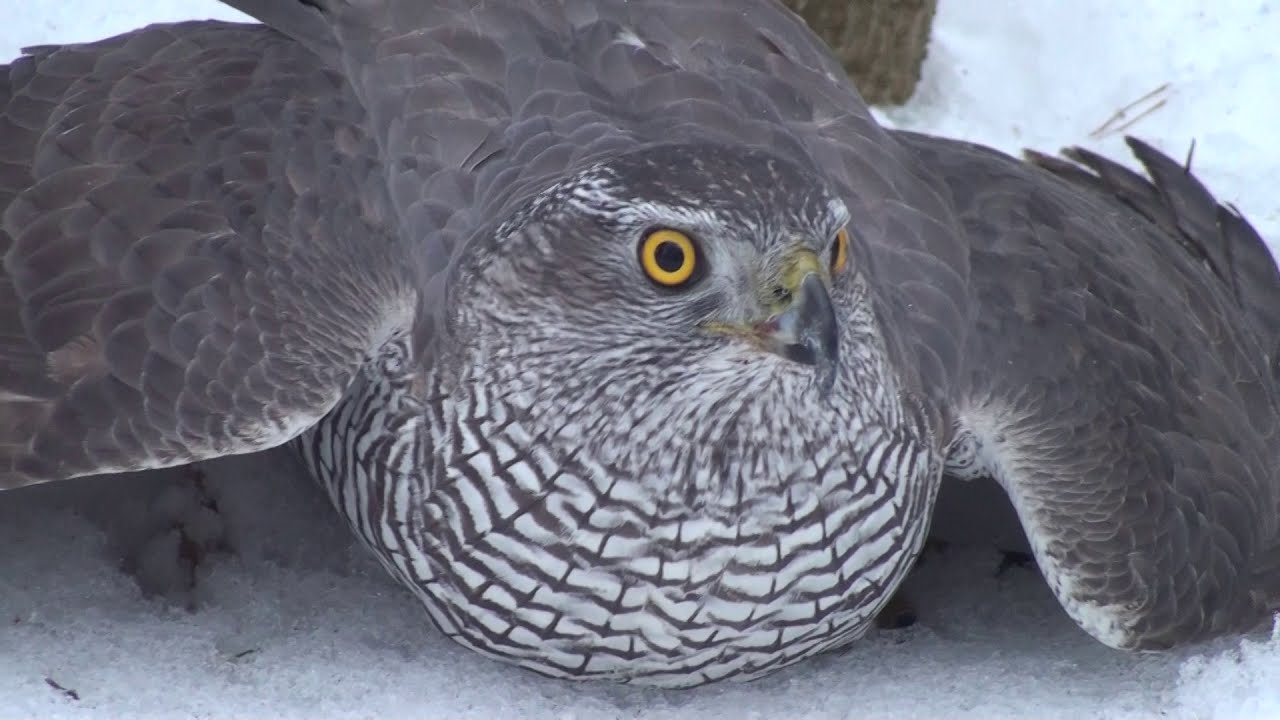 Как поймать ястреба.Hawk-sparrowhawk. The hawk is a goshawk. hawk catching