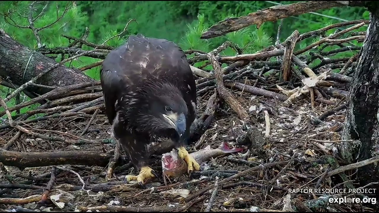 Trempealeau Eagles 6-26-25 MrsT brings fish, TE3 grabs her talons, self -feeds