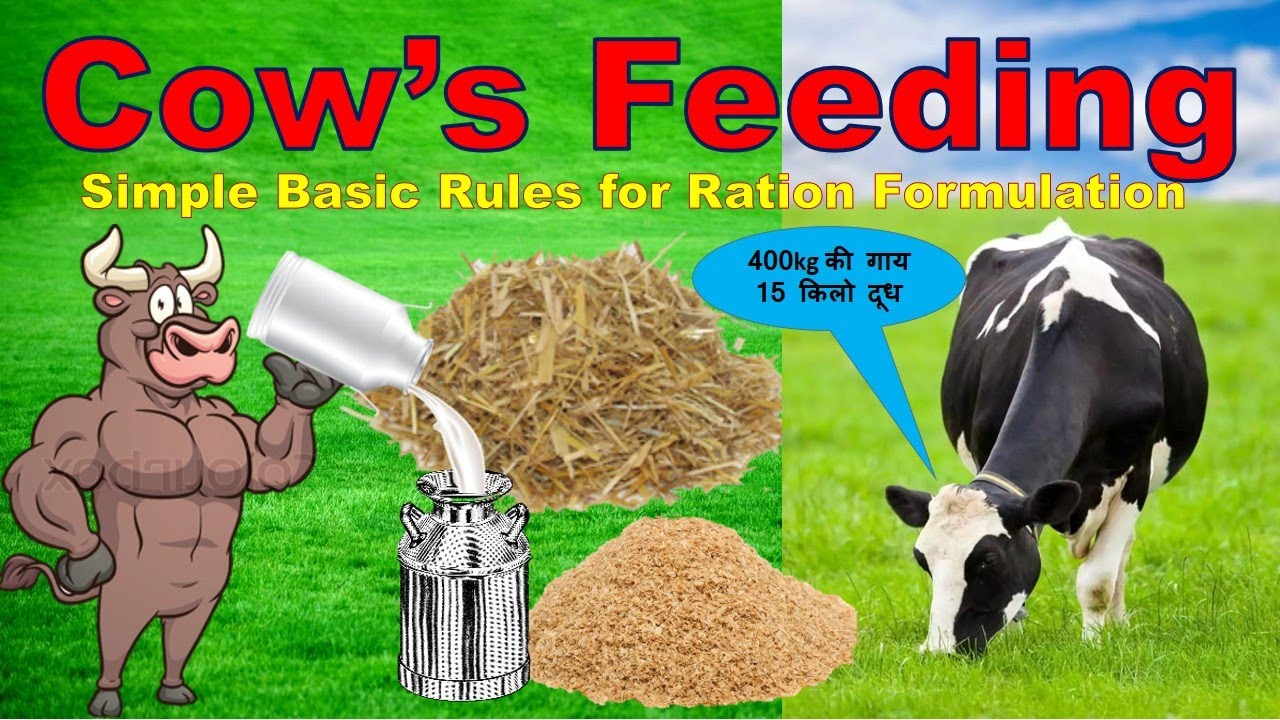 Scientific & Balance Feeding of Cows 9871584101 गाय के लिए संतुलित चारा बनाने का तरीका #cownutrition