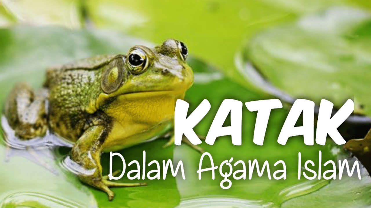 keistimewaan KATAK dalam agama islam