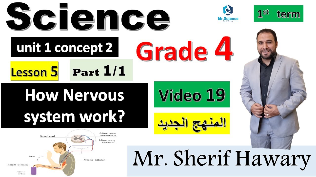 Science |Primary 4 |Video19 |How Nervous system work?| Unit 1 concept 2 Lesson5 |1st Term ساينس 4