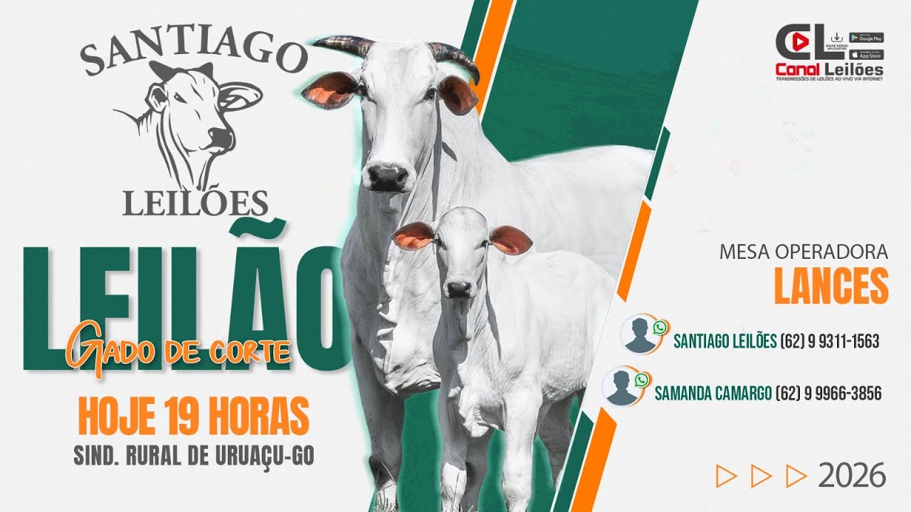 LEILÃO GADO DE CORTE SANTIAGO LEILÕES | URUAÇU-GO - 07/02/2026