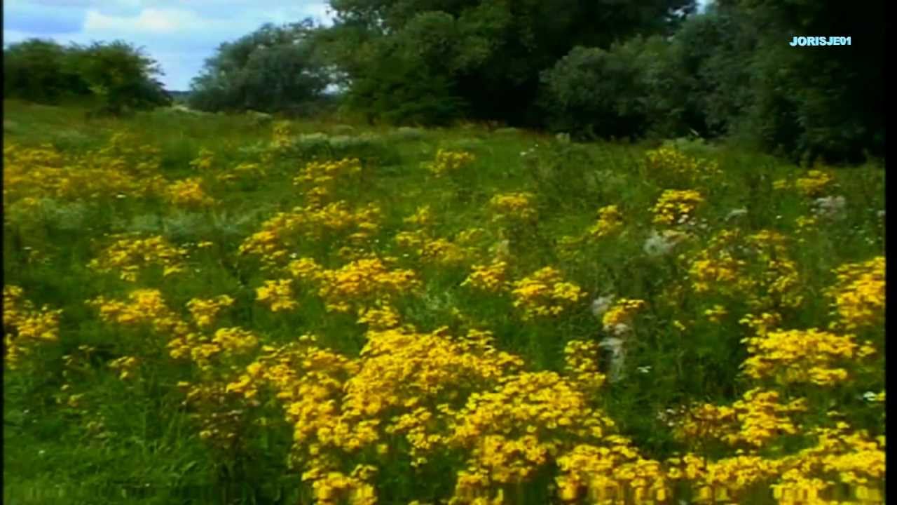 NATUURFILM;  langs de rivier DE WAAL  (DEEL 2)