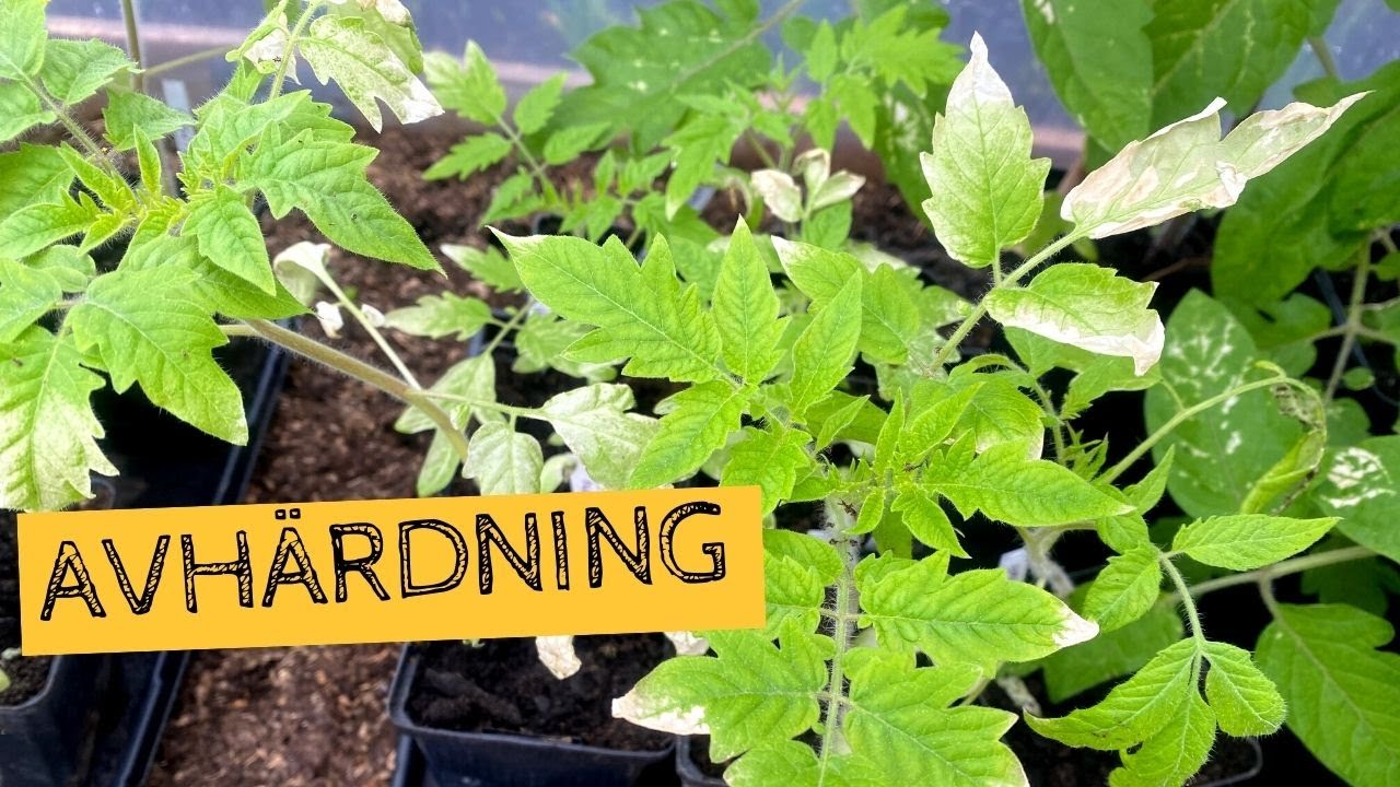 AVHÄRDNING - Såhär gör jag för att vänja plantorna vid solljuset och värmen ute