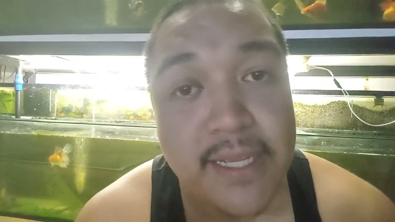 Technique of Raising Betta Fry  with High Survival Rate