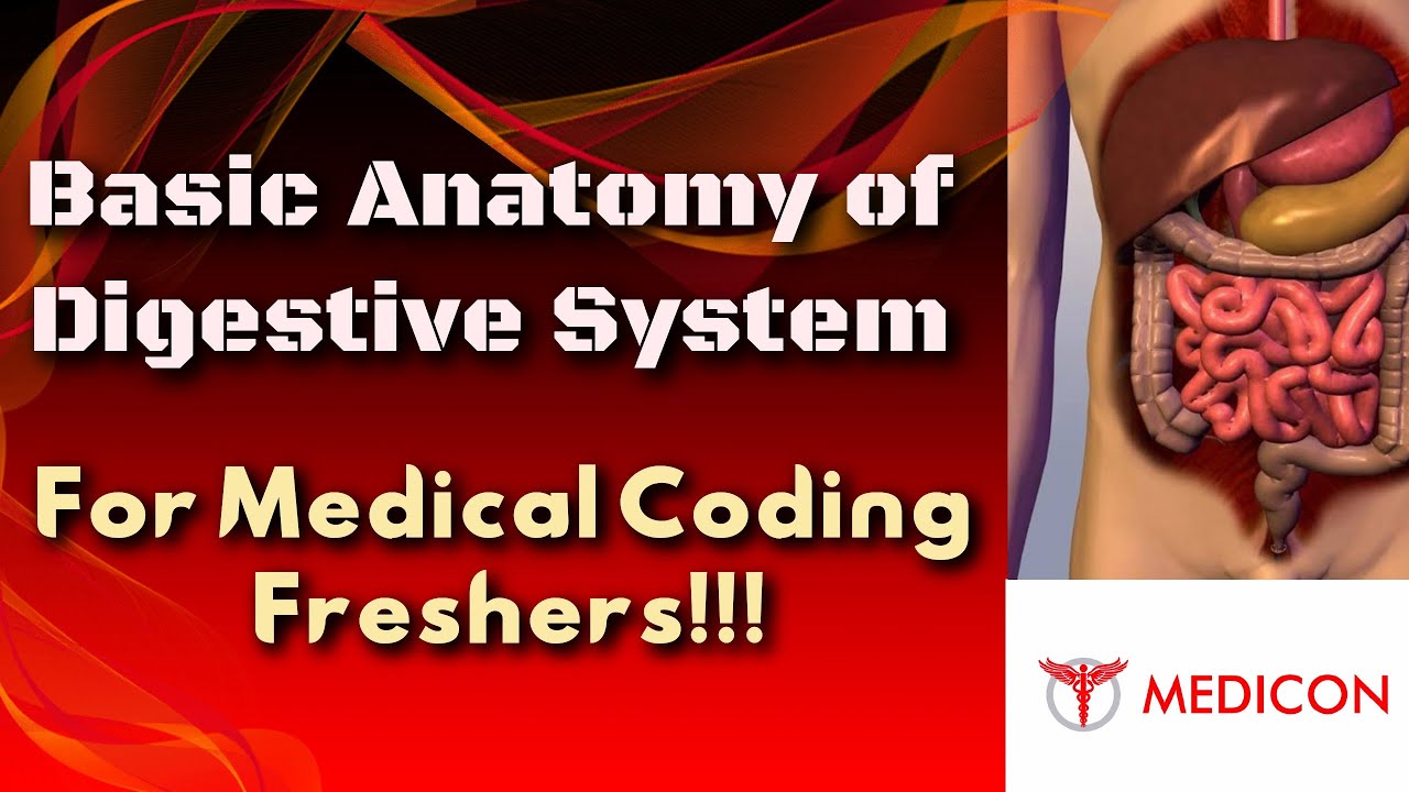 Basic Anatomy for Medical Coding Freshers_DIGESTIVE SYSTEM