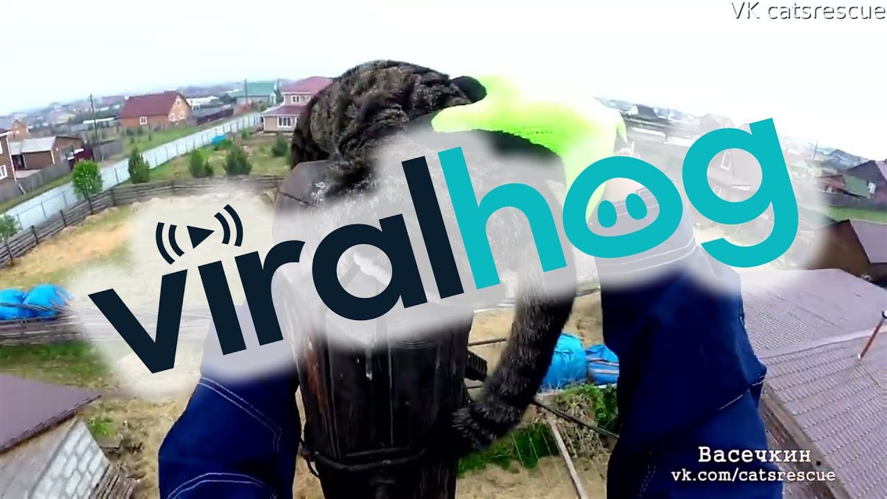 Rescuing a Cat From the Top of a Telephone Pole || ViralHog