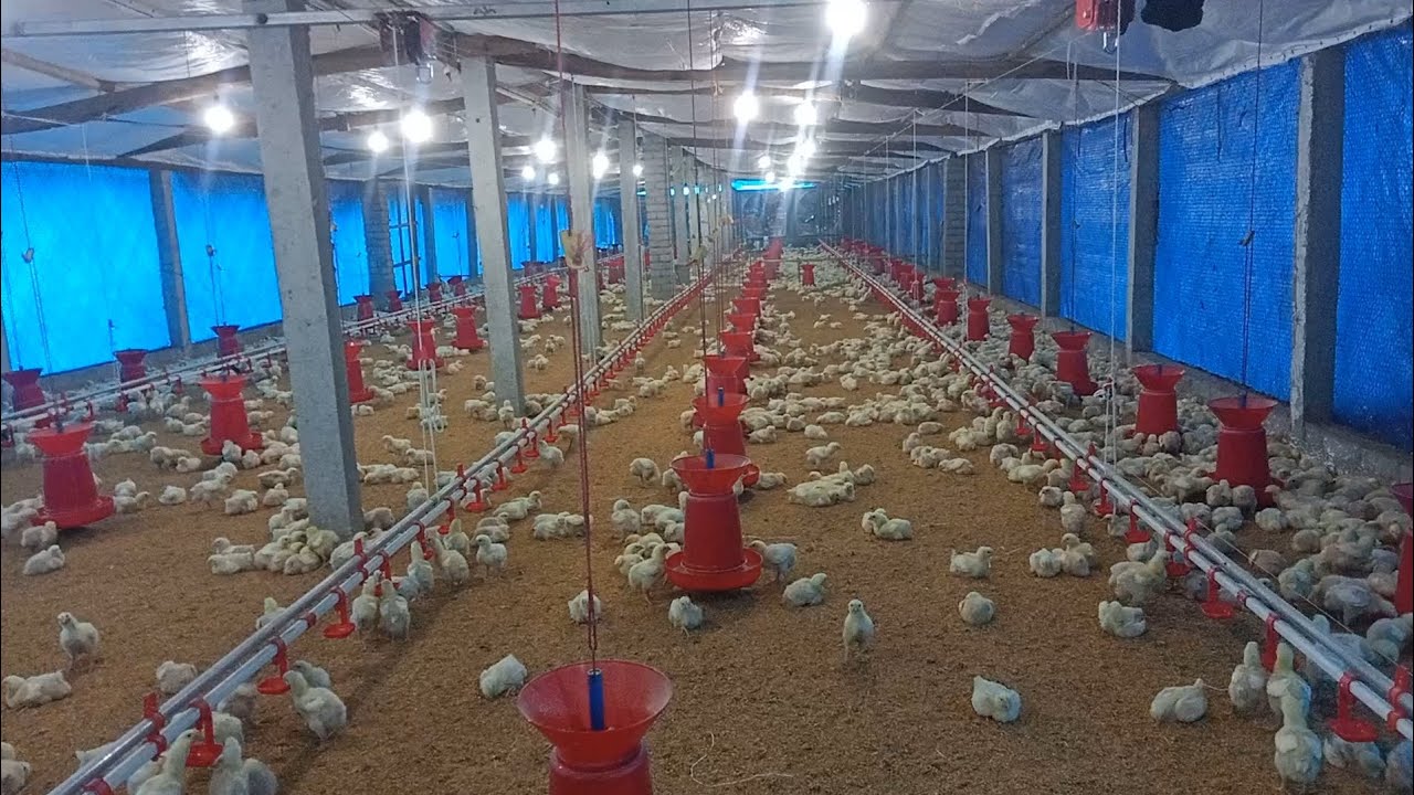 5000 capacity AC broiler farm // keshab poultry farm // broiler chicks 