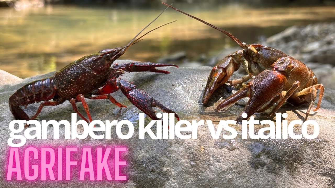 GAMBERI DI FIUME 🦐GAMBERO KILLER (DELLA LUISIANA) VS GAMBERO AUTOCTONO (ITALICO)