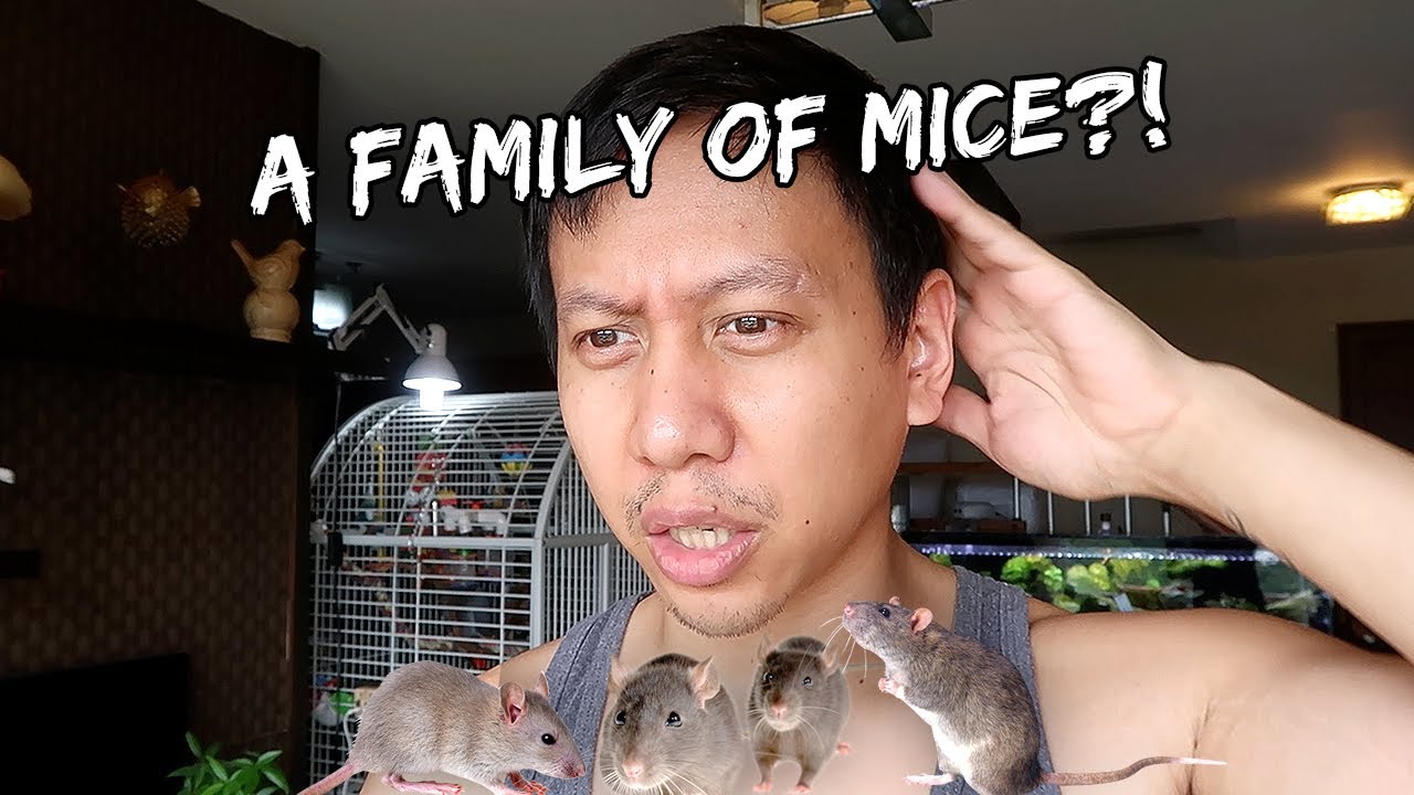 OH NO! There's MORE MICE? | Vlog #879