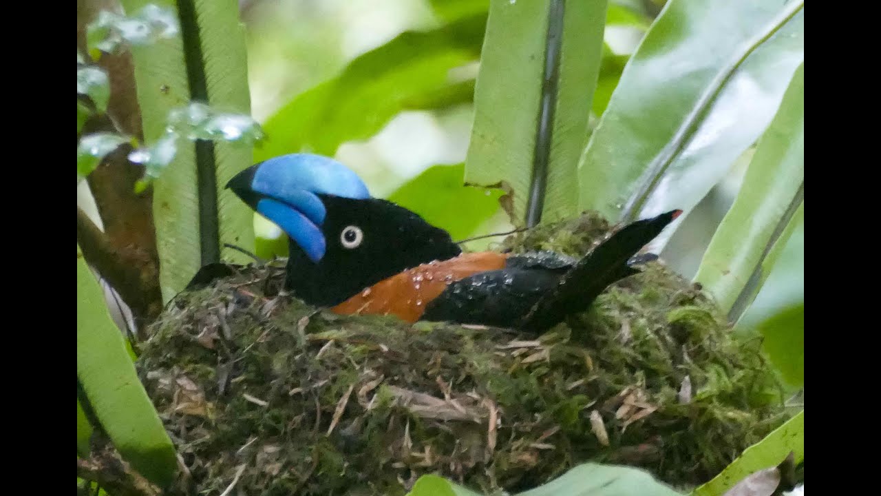 Madagascar's Fragile Magic—June 2021