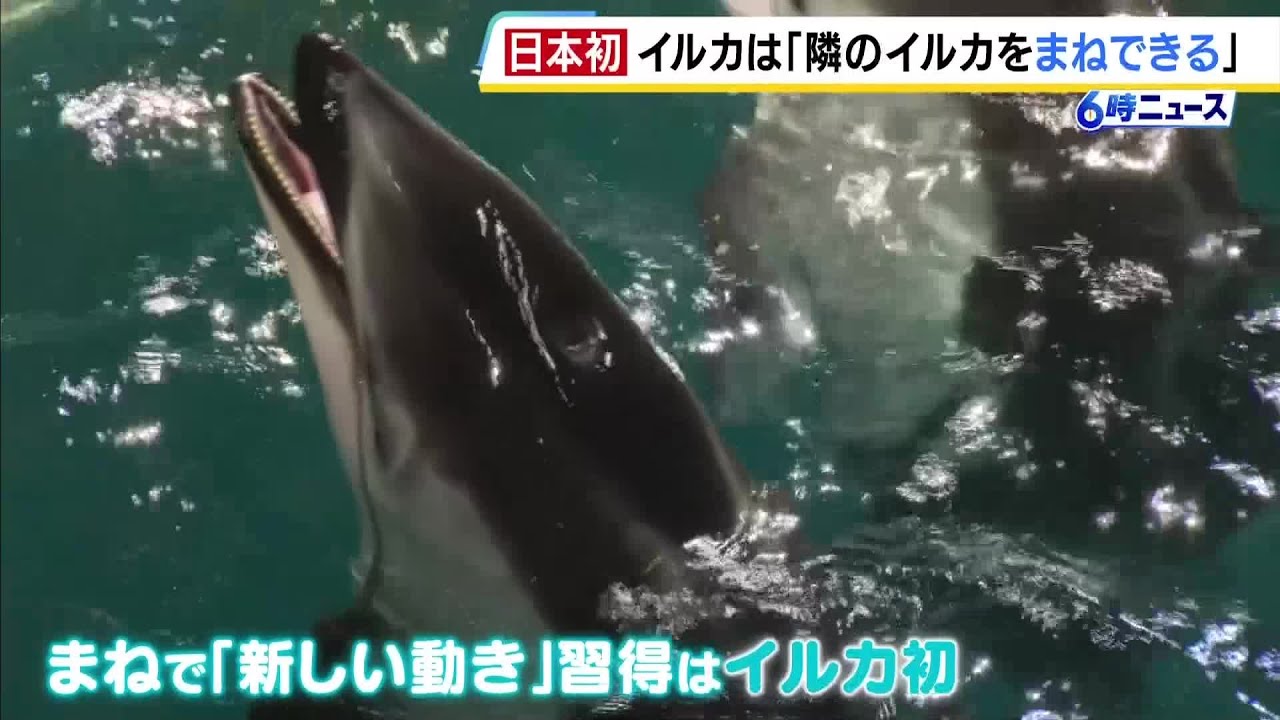 イルカに&ldquo;真似をする能力&rdquo;を発見　城崎マリンワールドでお披露目　新しい動き習得はイルカの仲間で初（2026年4月10日）