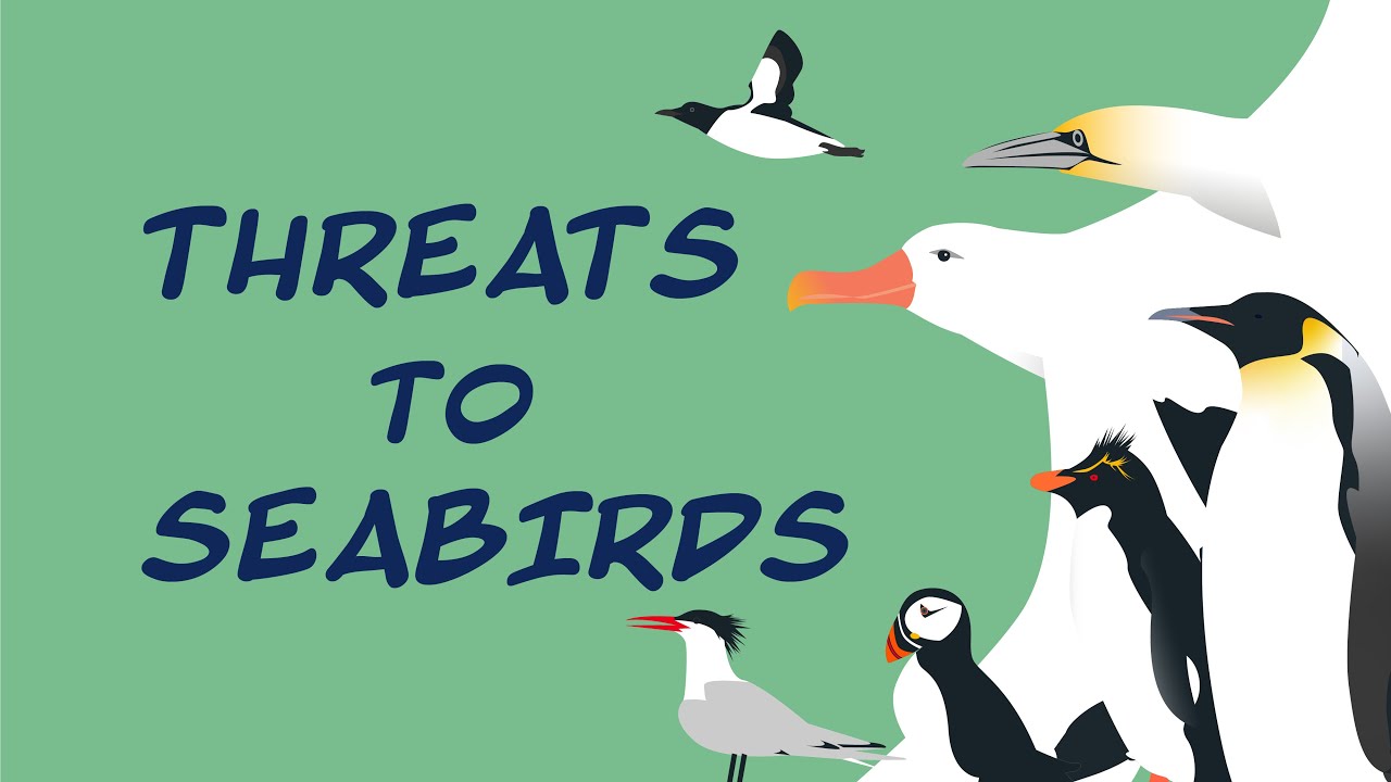Threats to Seabirds