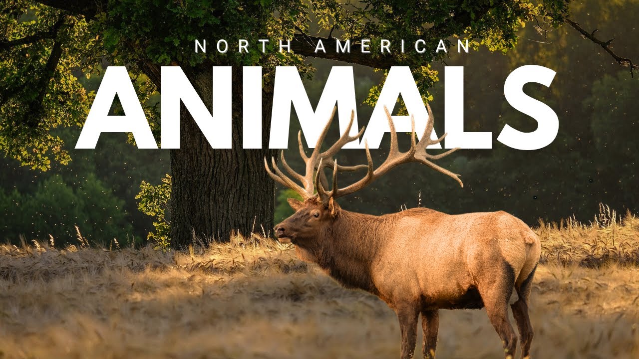 Animals Of North America 4K - Scenic Wildlife Film With Calming Music
