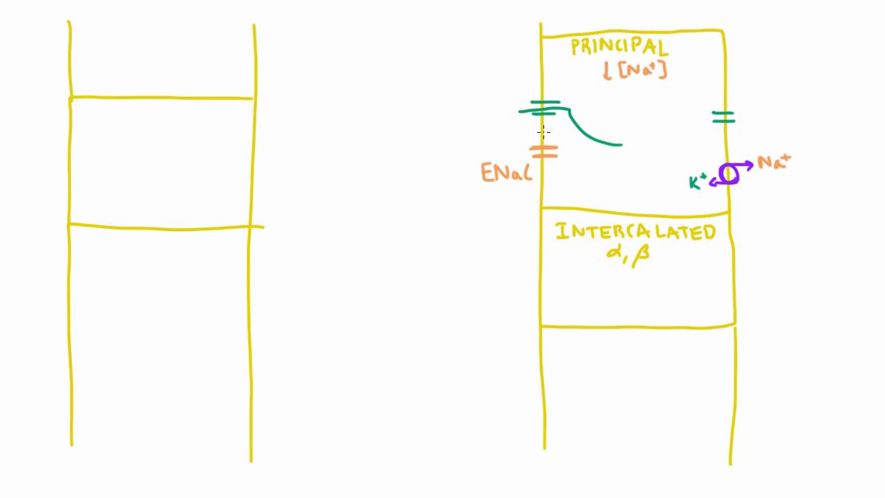 Reabsorption of sodium in the collecting duct of the nephron