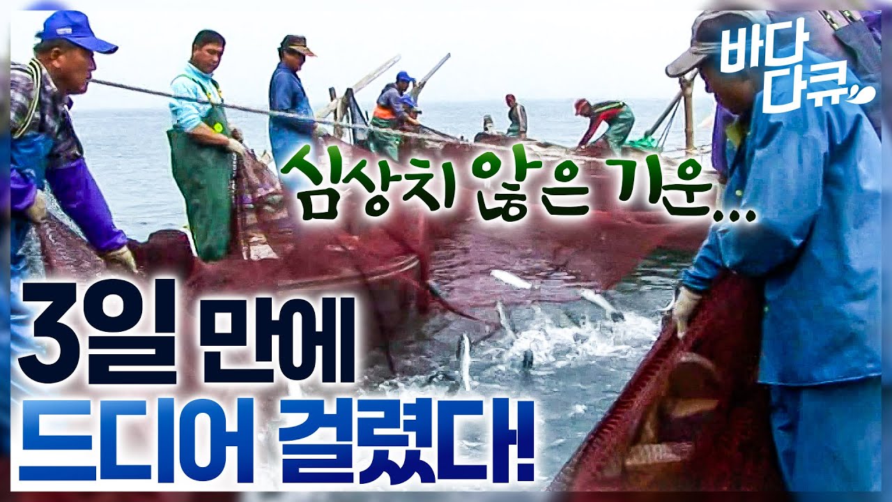 심지어 수천 마리가 나타났는데 그물 올리지 않고 기다리는 선원들?! /전통 숭어잡이 / #바다다큐