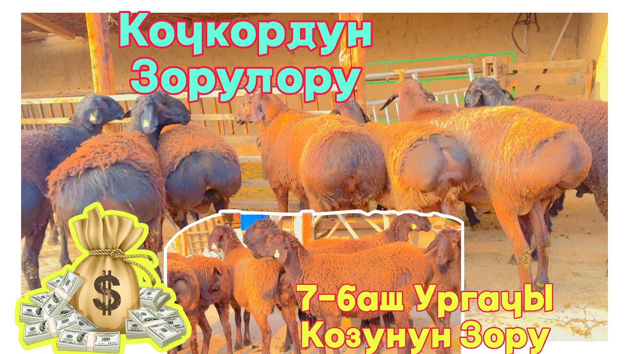 Семиголовые ягнята и бараны породы Токту на продажу в BARPYKG