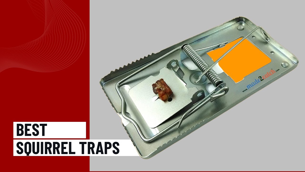 Top 5 Best Squirrel Traps Review in 2023 | Our Recommended
