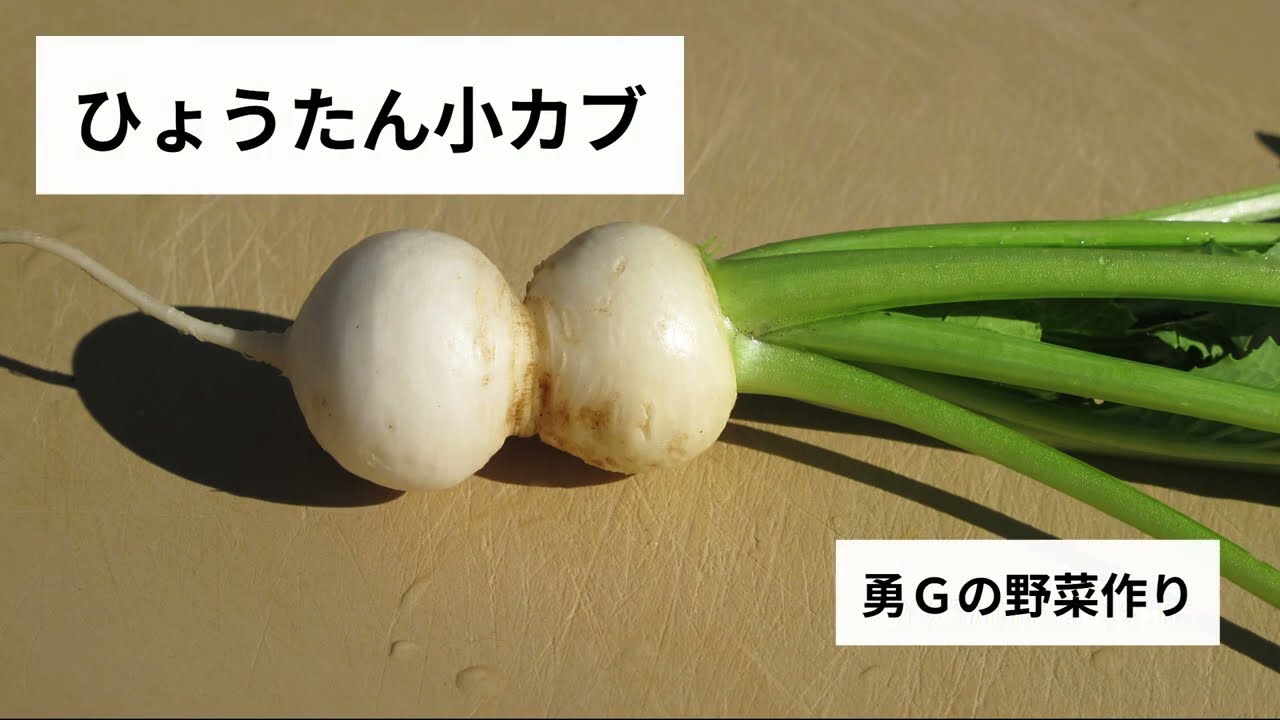 ひょうたん小カブ