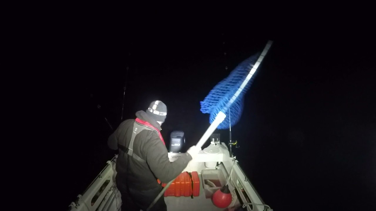 A nice fish uptiding tonight. out from sunderland marina.