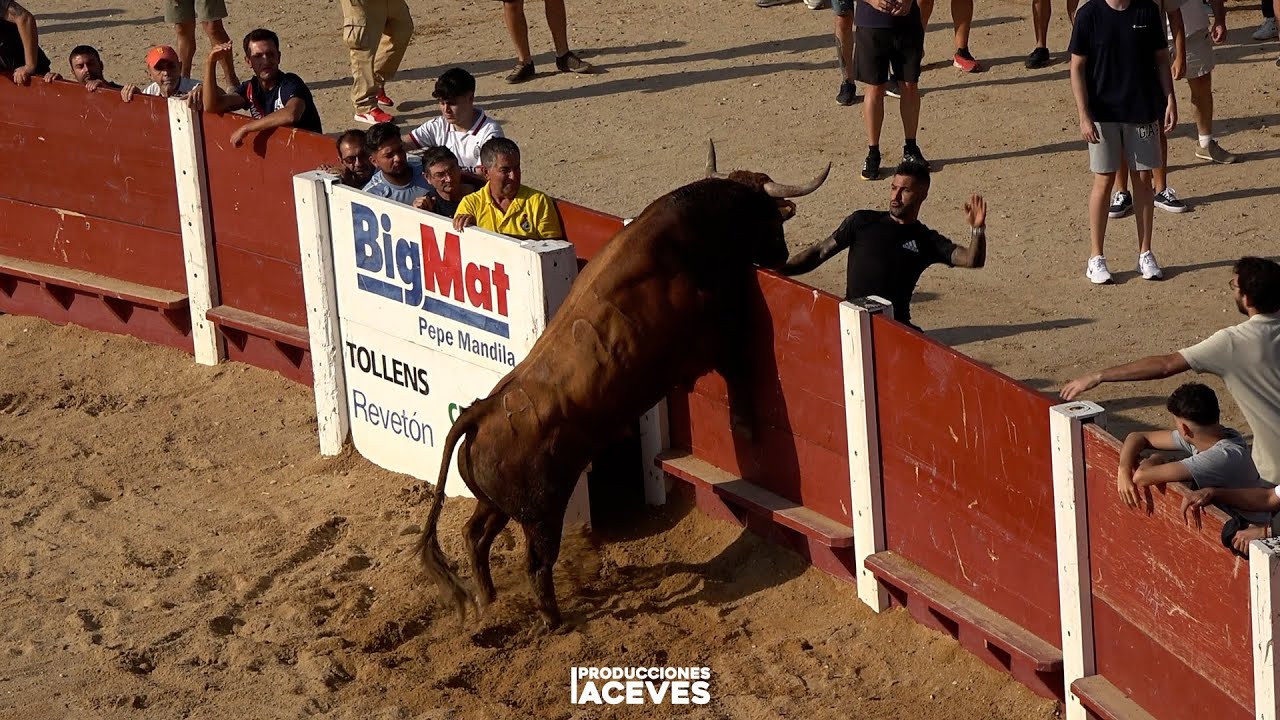 Toros en Peñafiel San Roque 2025
