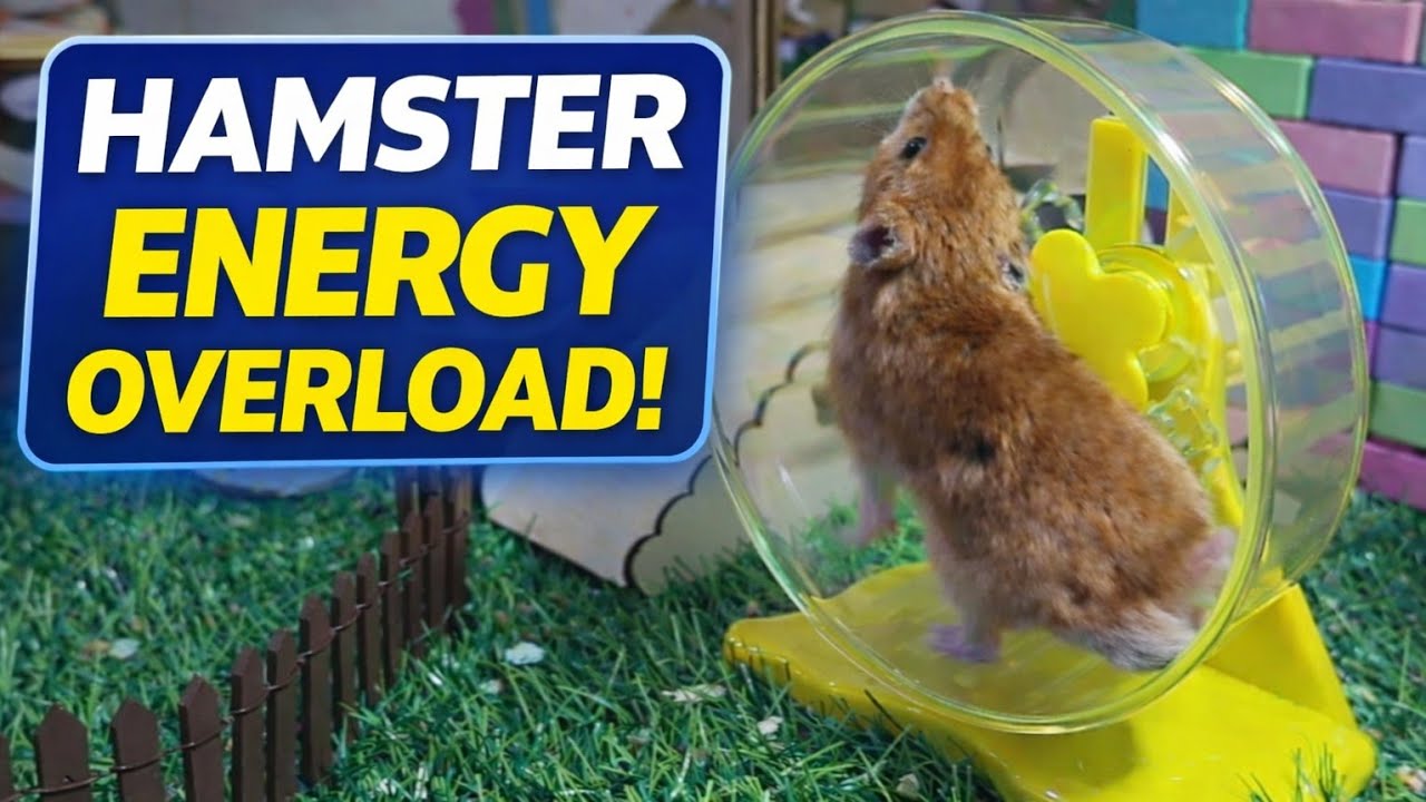 Hamster Running Wheel Nonstop 🐹 | Cute & Relaxing Long Video