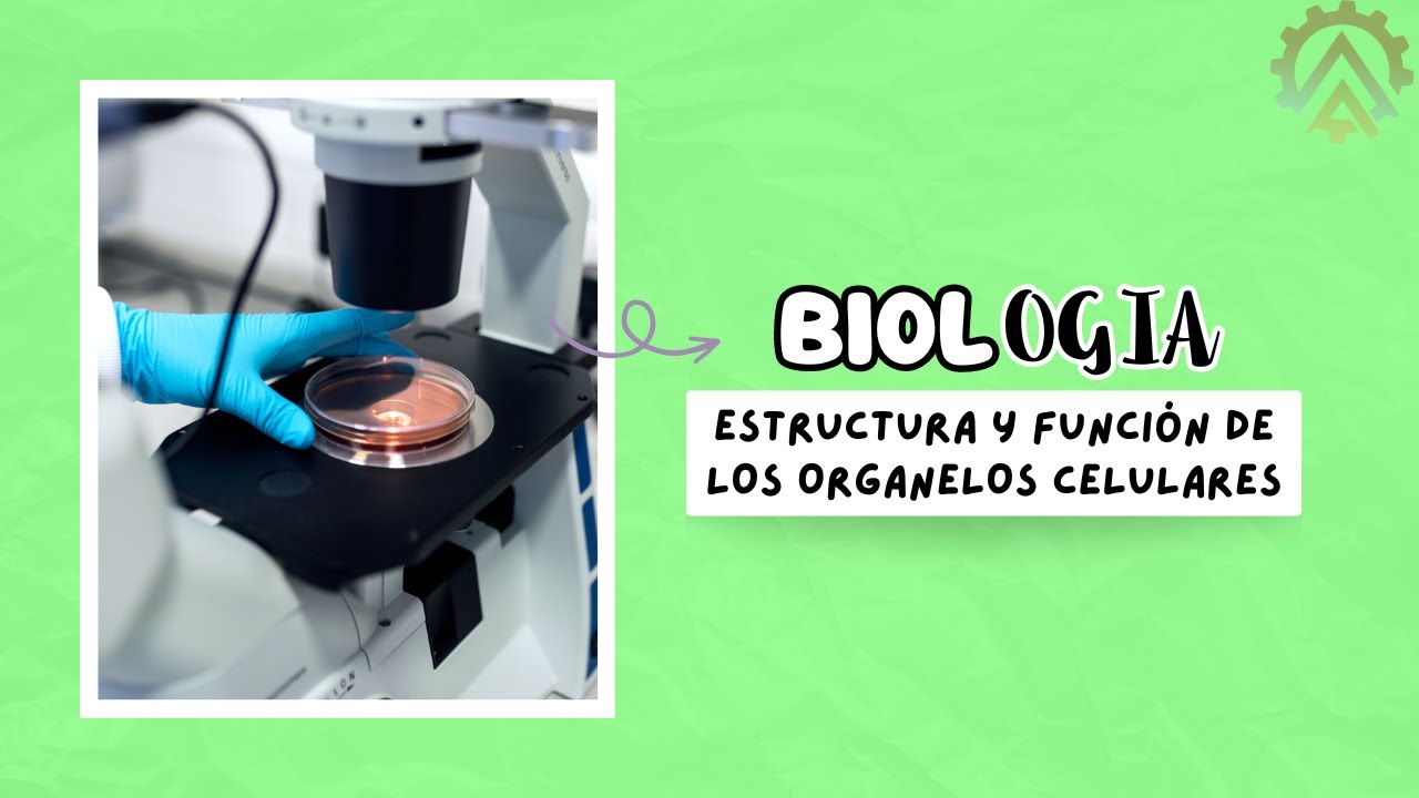 Estructura y función de los organelos celulares