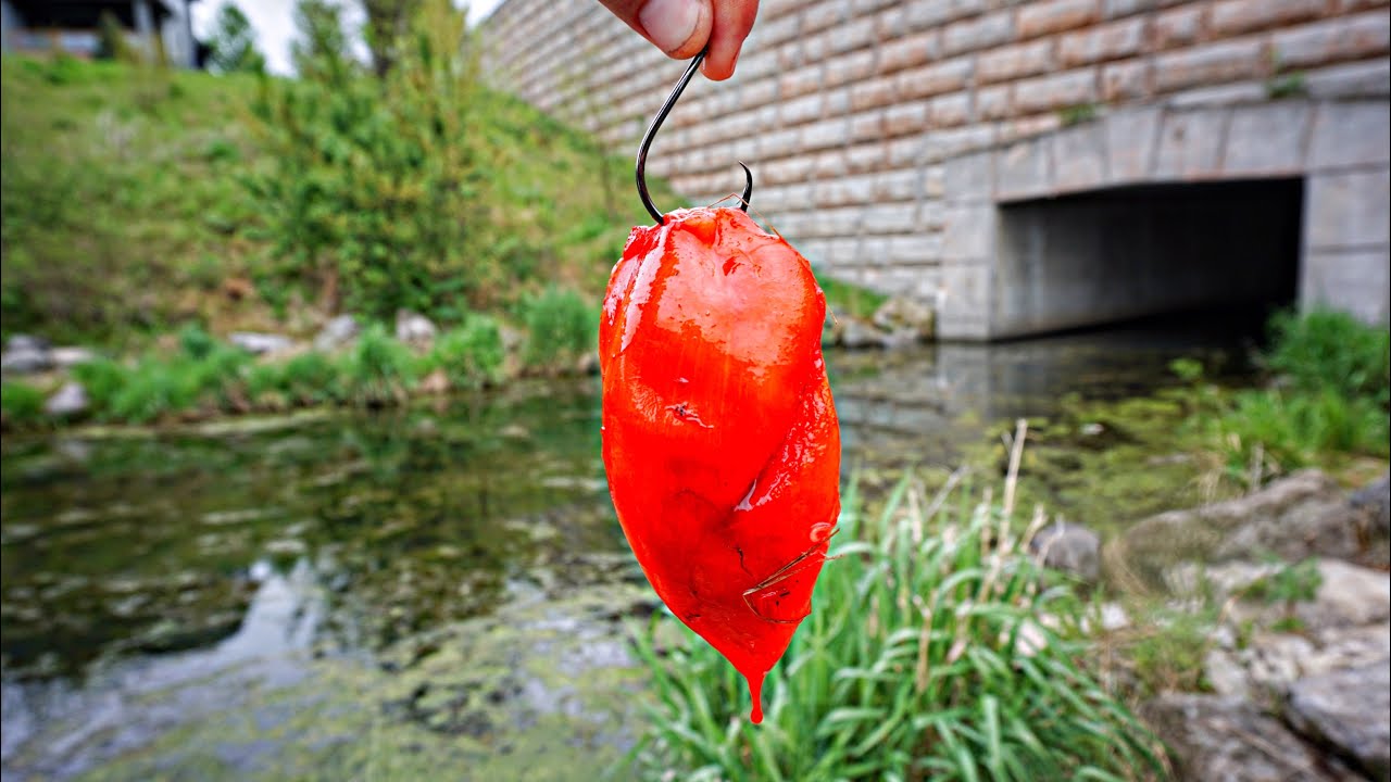 Kool-Aid Chicken Catches TROPHY CATFISH!!! *Fish Rescue Attempt*