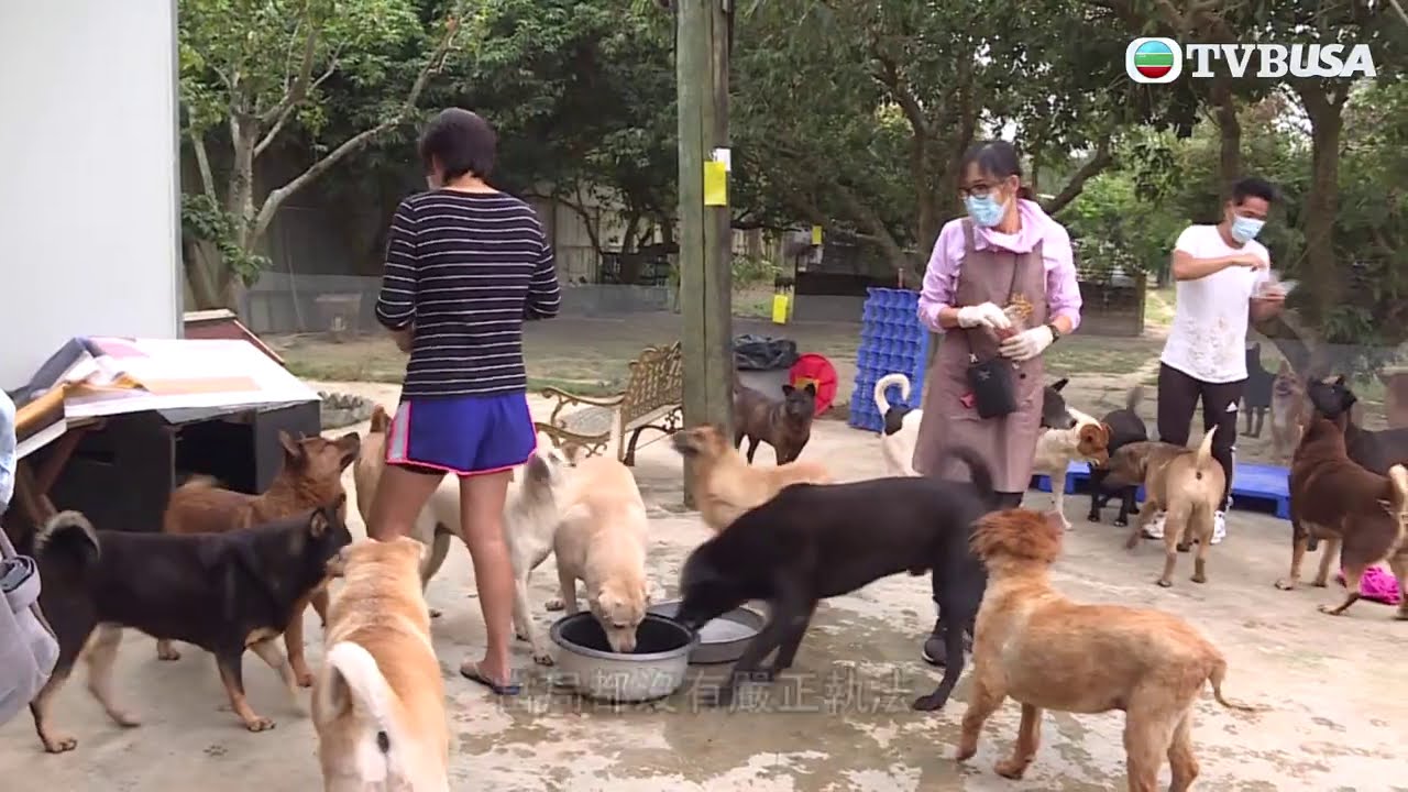 東張西望 | 坪輋動物收容中心一夜籌足錢續營運