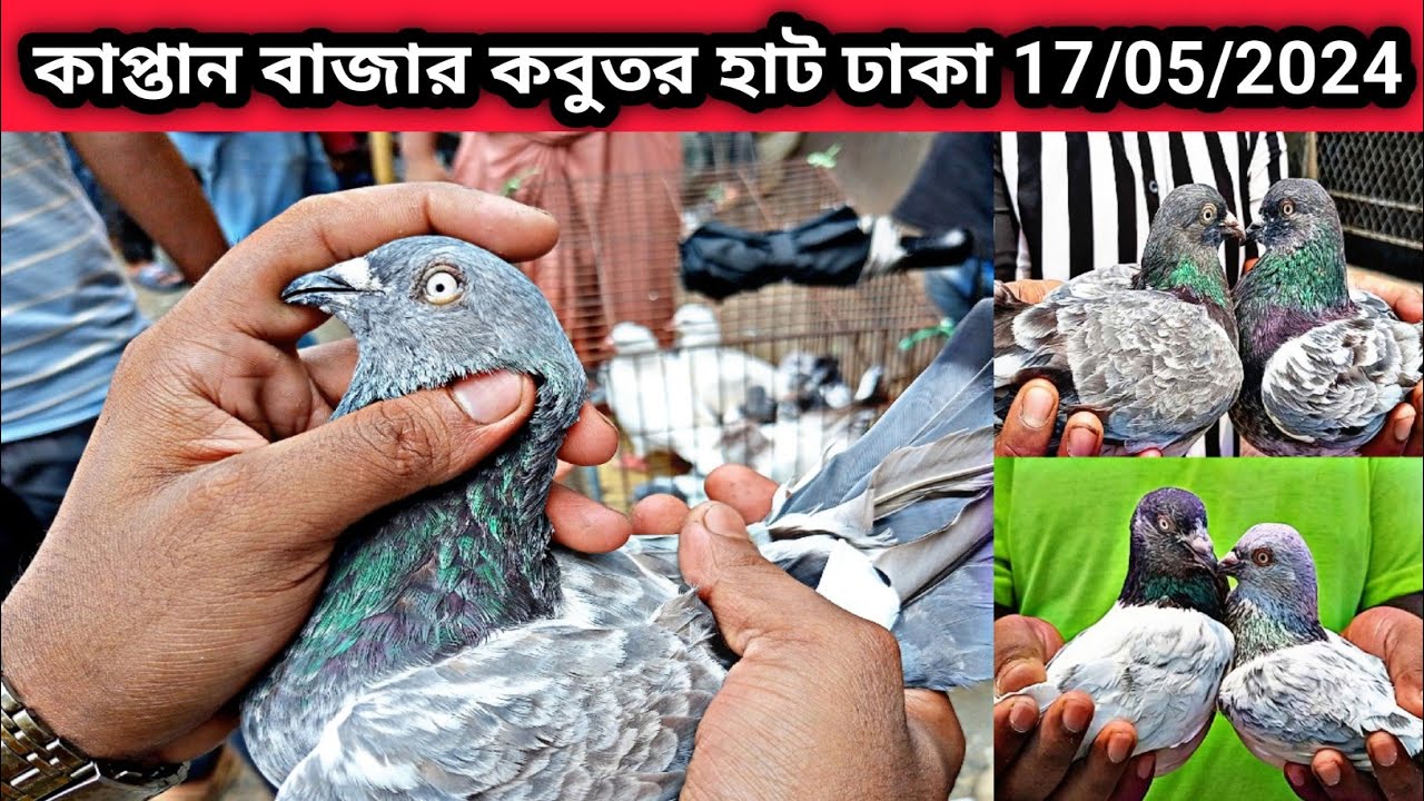 17/05/2024 কাপ্তান বাজার কবুতর হাট ঢাকা। গিরিবাজ, রেসার,হাই-ফ্লাইং কবুতর কিনুন। Pigeons price in bd