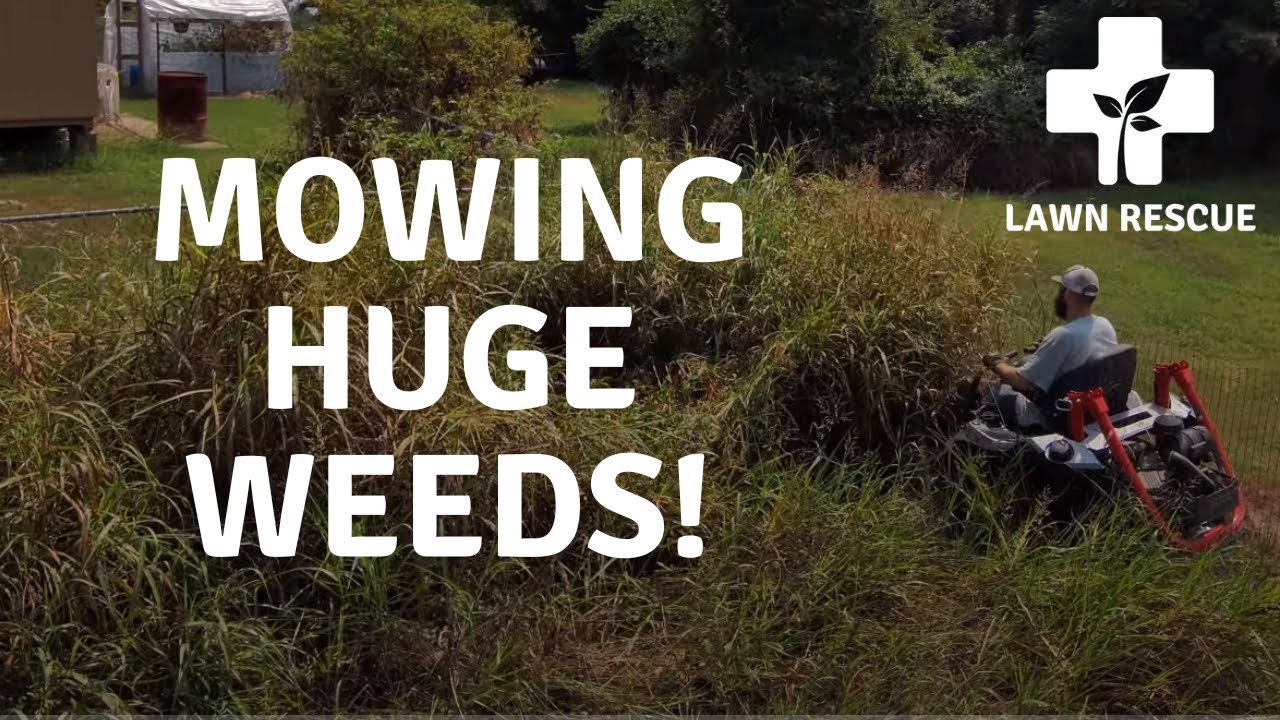 Mowing INSANELY Tall Weeds/Grass for Free | Altoz TRX 766i | Lawn Cleanup | Mowing tall Grass