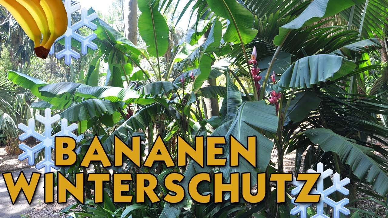 Bananen Winterschutz Vorbereitung | 🍌 Musa basjoo schützen | Bananen in Deutschland  🍌
